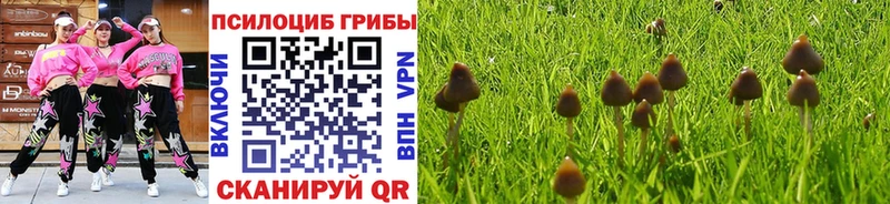 Псилоцибиновые грибы Psilocybe  хочу   Новосиль 